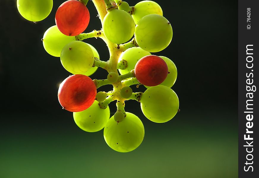 Transparent grapes