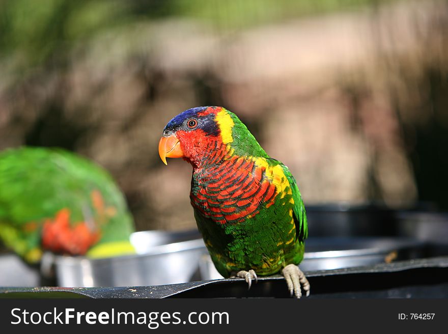 Colorfull parrot listening