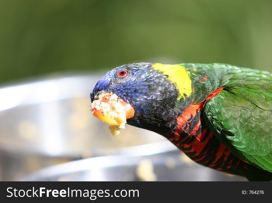 Parakeet eating
