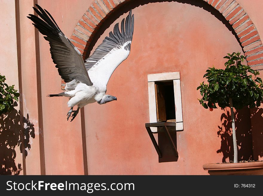 Vulture in flight