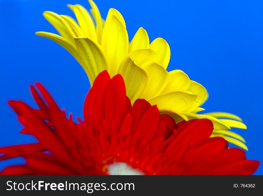 Red and yellow gerberas on a blue background. Red and yellow gerberas on a blue background