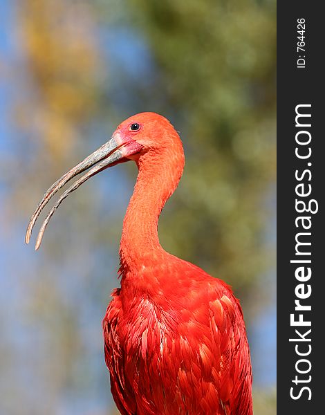 Sacred Ibis