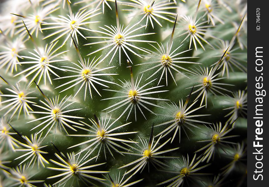 Close up of a cactus. Close up of a cactus