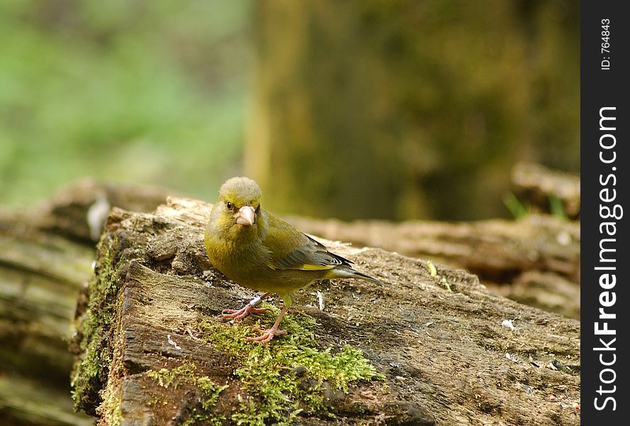 Greenfinch