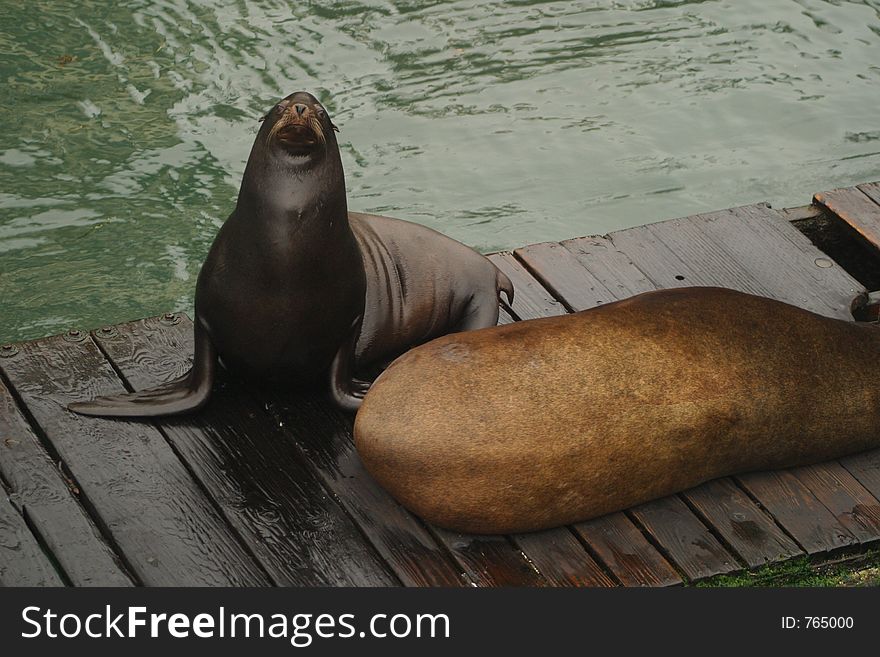 Pair of sea lions resting on a dock. Pair of sea lions resting on a dock.