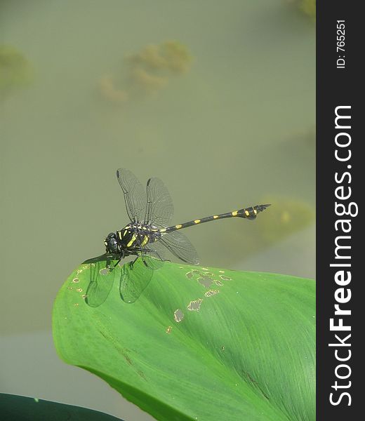 A dragonfly rest on a leaf.