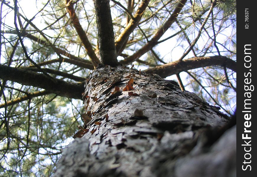 Thick and thin bark of pine. Thick and thin bark of pine