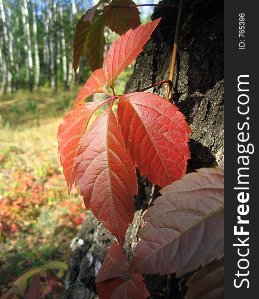 Red leafs at the tree trunk