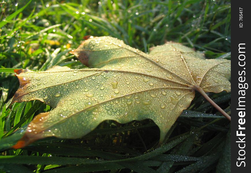 Morning dew on leaf. Morning dew on leaf