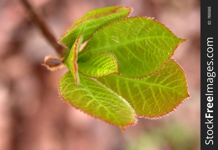 Extreme close up and selective focus on some fresh new leaves over a blurry forest background. Extreme close up and selective focus on some fresh new leaves over a blurry forest background.