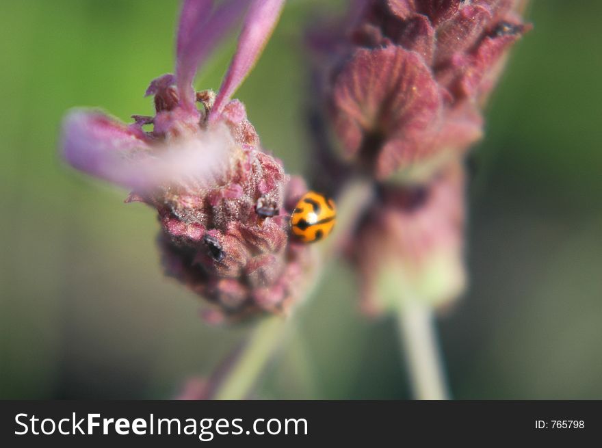 Ladybug on Lavender