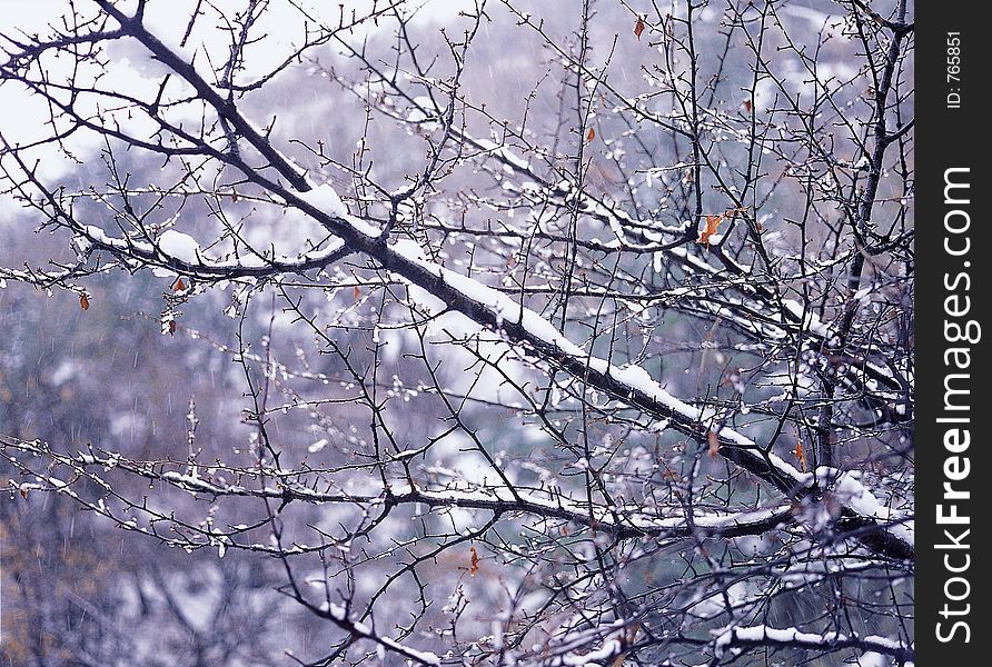 Scenery of Winter