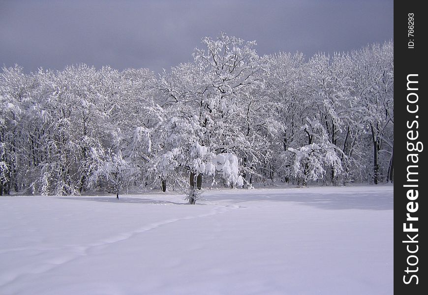 Trees full of snow. Trees full of snow