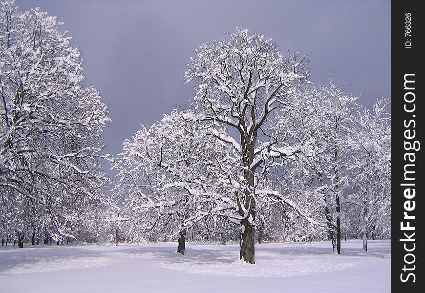 Trees full of snow. Trees full of snow