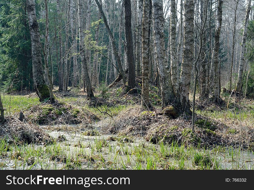 First heat. The nature only starts to wake up. The picture is made in the Moscow area, in a boggy wood. Original date/time: 2006:04:27 11:40:09. First heat. The nature only starts to wake up. The picture is made in the Moscow area, in a boggy wood. Original date/time: 2006:04:27 11:40:09.