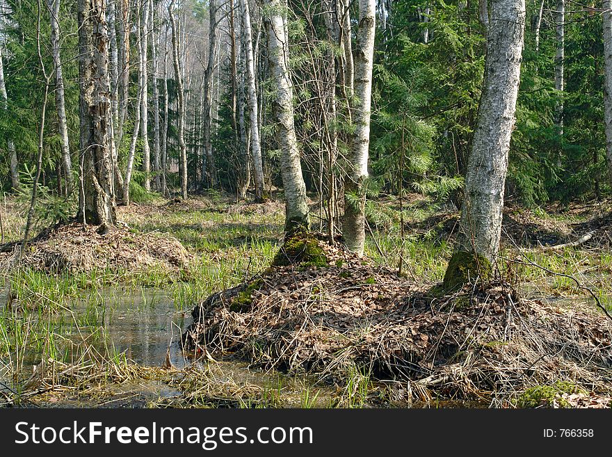 First heat. The nature only starts to wake up. The picture is made in the Moscow area, in a boggy wood. Original date/time: 2006:04:27 11:41:58. First heat. The nature only starts to wake up. The picture is made in the Moscow area, in a boggy wood. Original date/time: 2006:04:27 11:41:58.