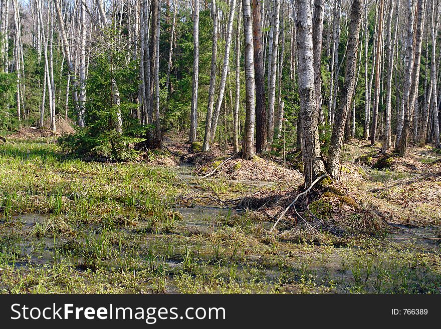 First heat. The nature only starts to wake up. The picture is made in the Moscow area, in a boggy wood. Original date/time: 2006:04:27 11:46:33. First heat. The nature only starts to wake up. The picture is made in the Moscow area, in a boggy wood. Original date/time: 2006:04:27 11:46:33.