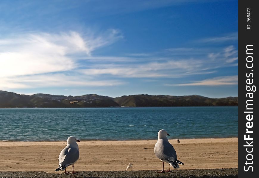 Two seagulls overlooking the bay