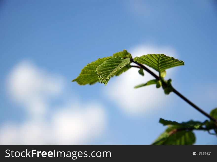 Spring, young leaves and blue sky with cloud