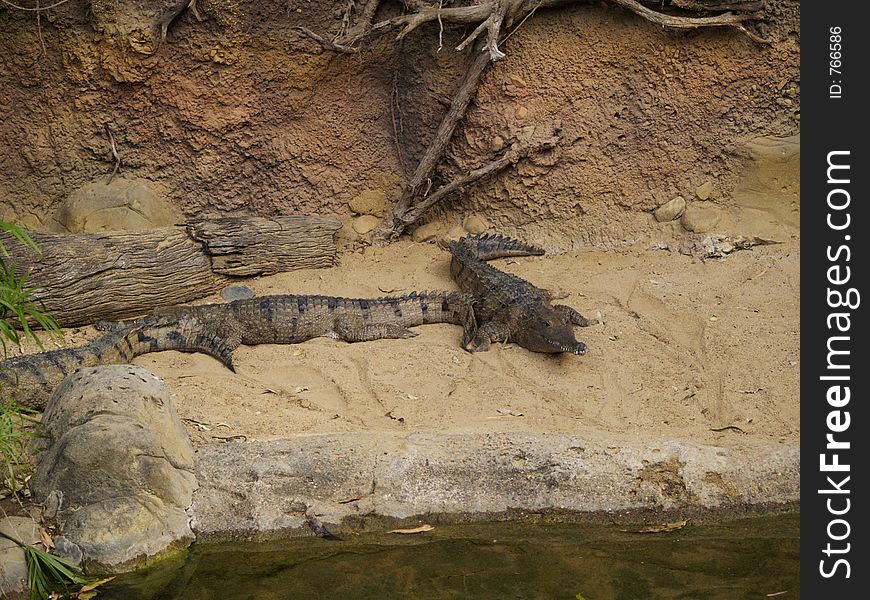Crocodiles by an Australian River. Crocodiles by an Australian River