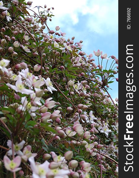 A masss of beautiful delicate flowers taken from below looking upwards towards a beautiful sky. A masss of beautiful delicate flowers taken from below looking upwards towards a beautiful sky