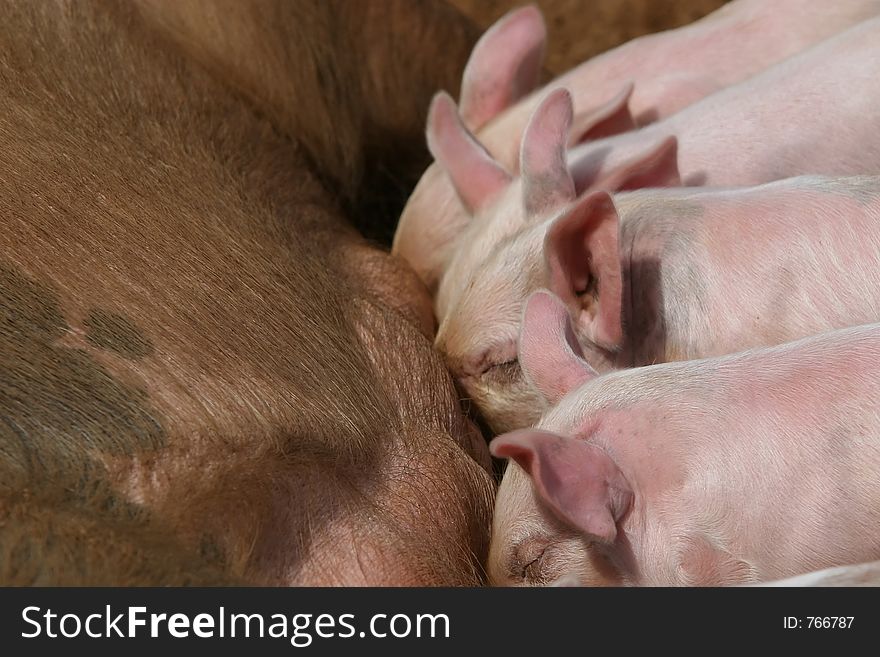 Feeding time for the pig family. Feeding time for the pig family