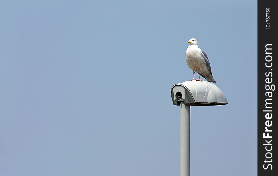 Seagull On Light