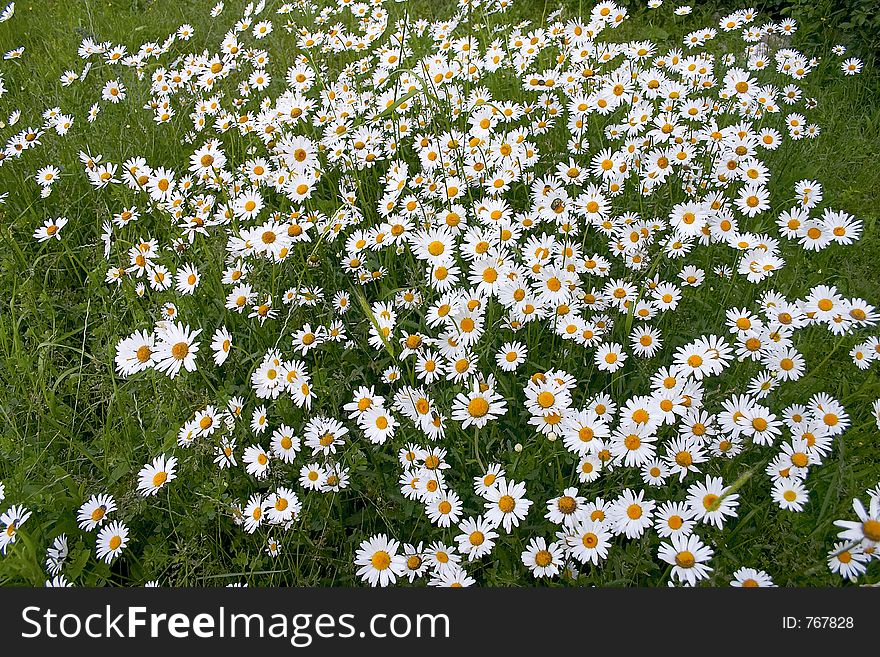 Thousands daisy