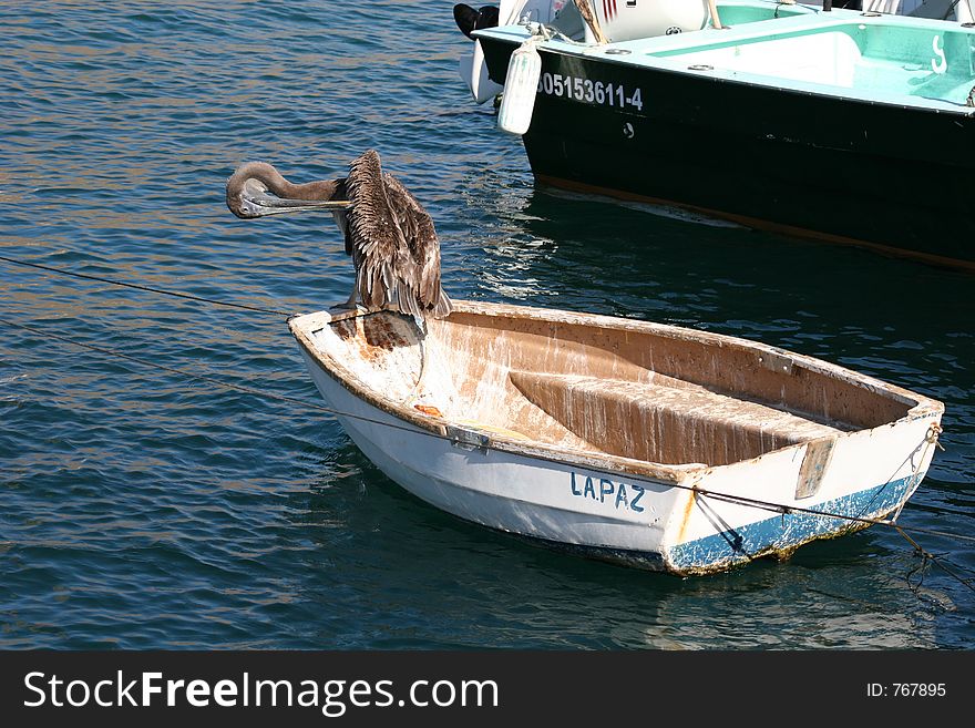 Pelican in a fishing boat. Pelican in a fishing boat