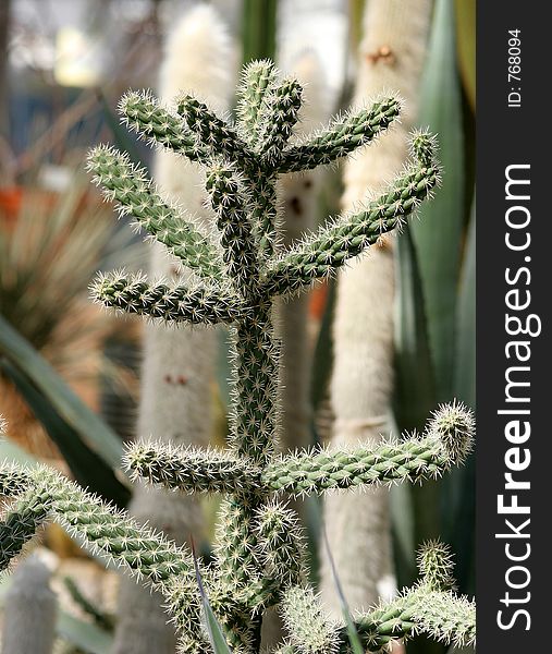 Cactus- desert flower