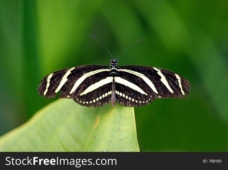 Butterfly sitting on a green leaf. Butterfly sitting on a green leaf