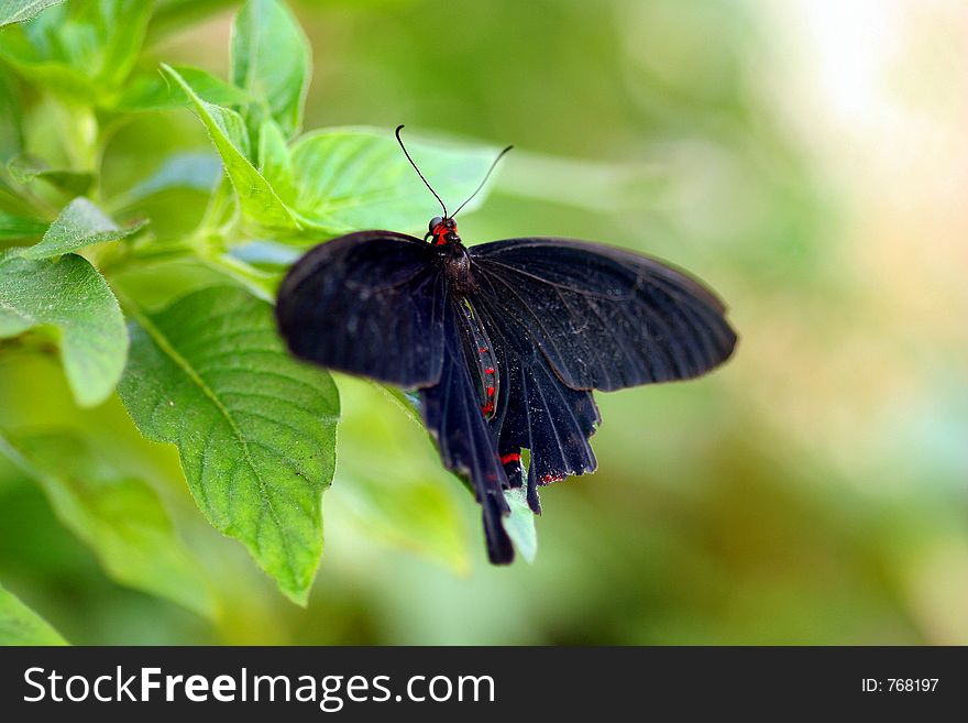 Black Butterfly On A Petal