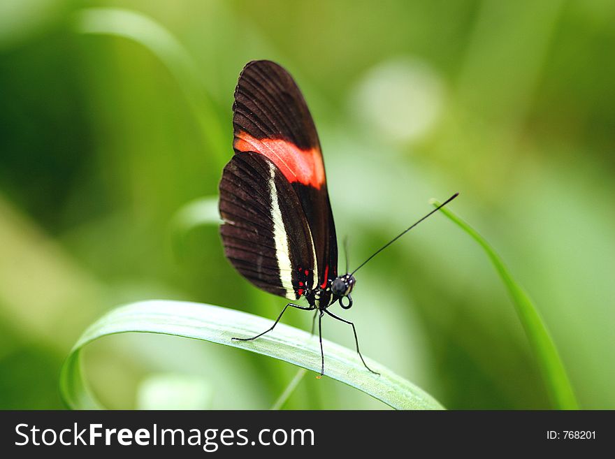 Closeup image of a butterfly sitting on a thing leaf. Closeup image of a butterfly sitting on a thing leaf