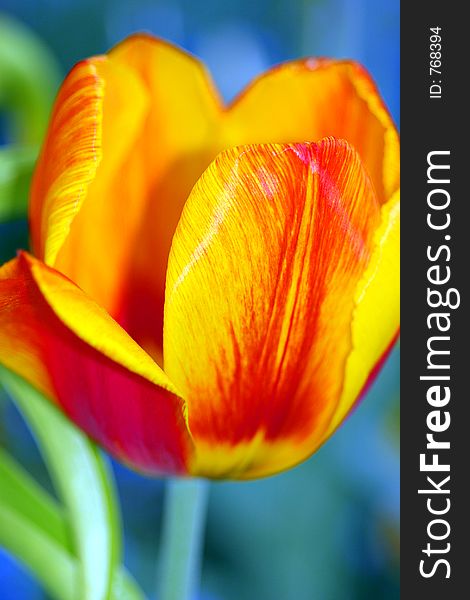 Yellow tulip on a blue background