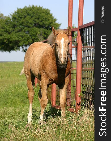 Palomino colt sweating and perspiring standing beside red pipe gate and fence in green grass. Palomino colt sweating and perspiring standing beside red pipe gate and fence in green grass.