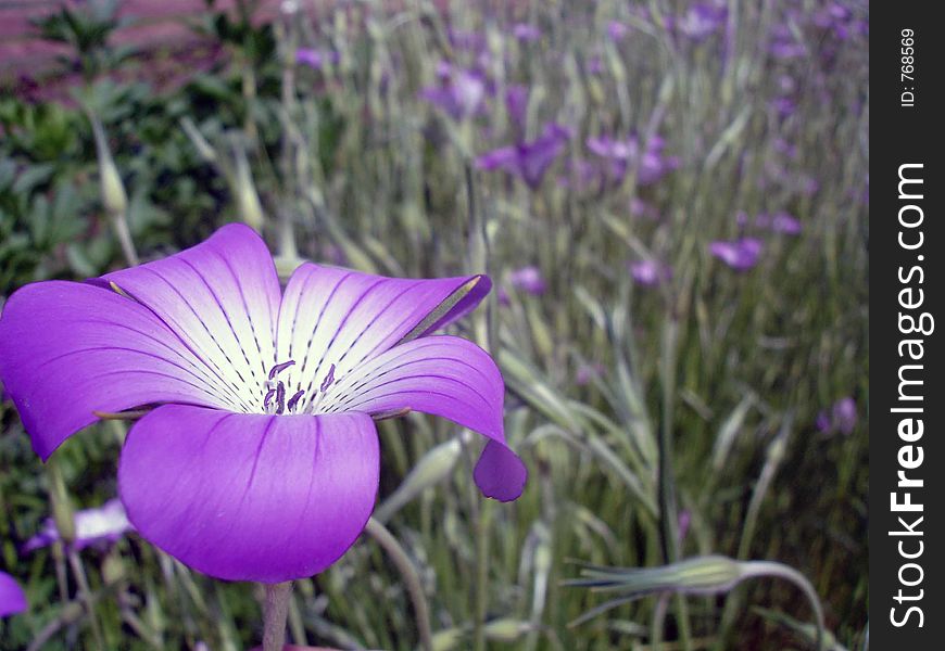 In a field of purple flowers!. In a field of purple flowers!