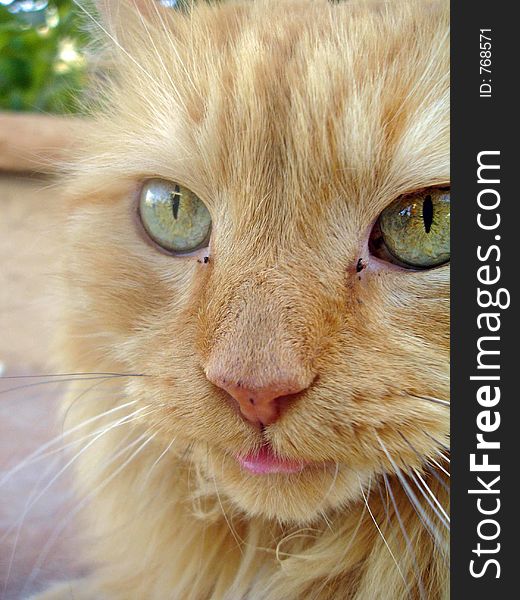 A tabby cat sticking his tongue out. A tabby cat sticking his tongue out.