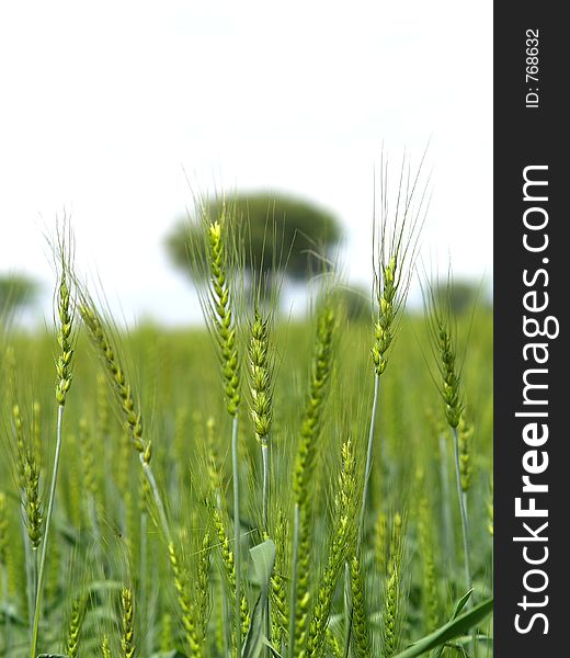 Wheat plants close-up