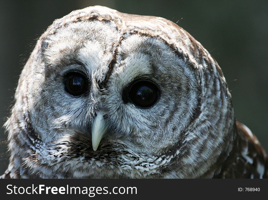 Close-up of a Barred owl's face