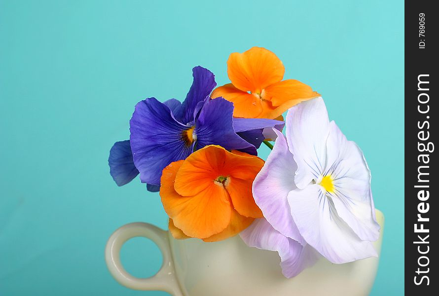 Colorful and dainty pansies in teacup. Colorful and dainty pansies in teacup