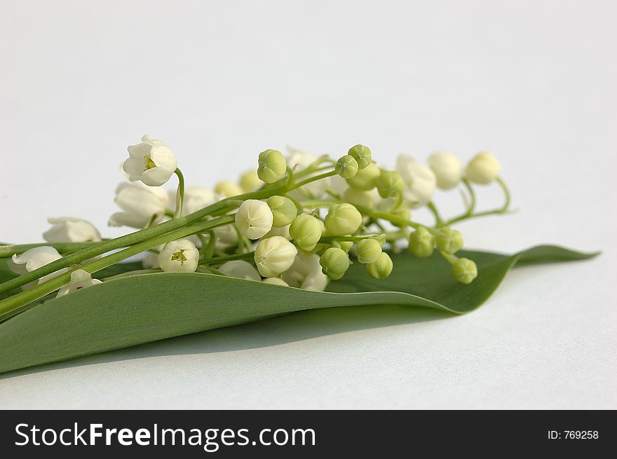 Lily of the valley on white background