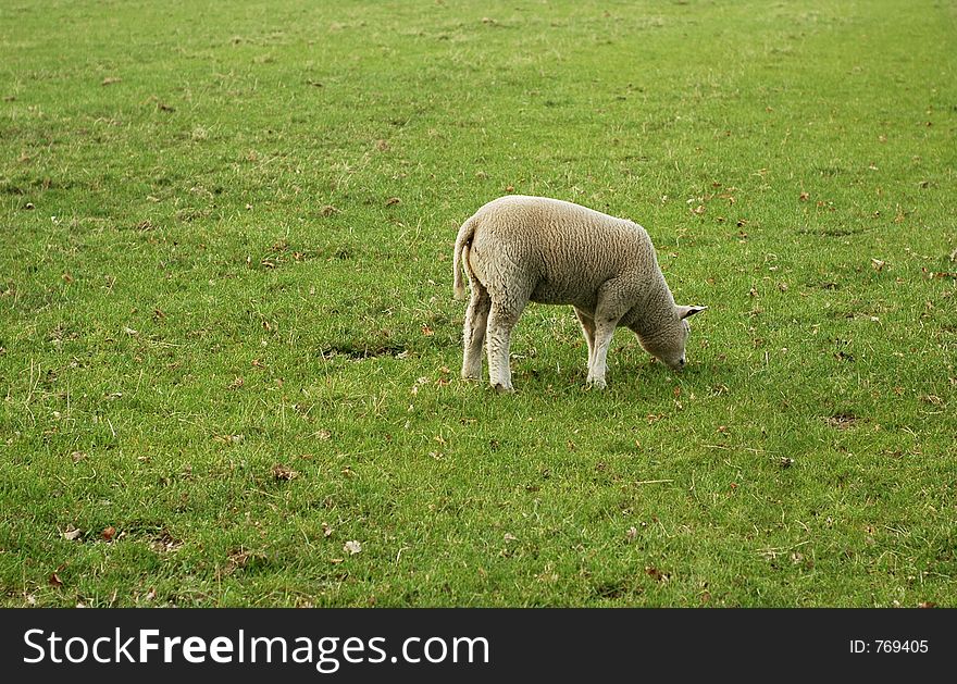 A lamb, on a field, eating grass