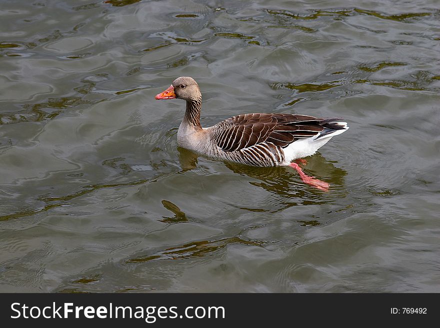 Goose In The Water