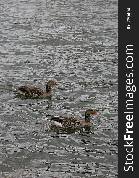 Two geese swimming peacefuly in the lake. Two geese swimming peacefuly in the lake