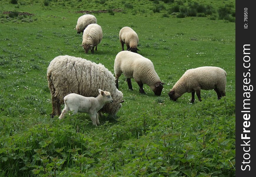 Lamb on a pasture. Lamb on a pasture