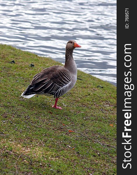 Goose, standing on one leg