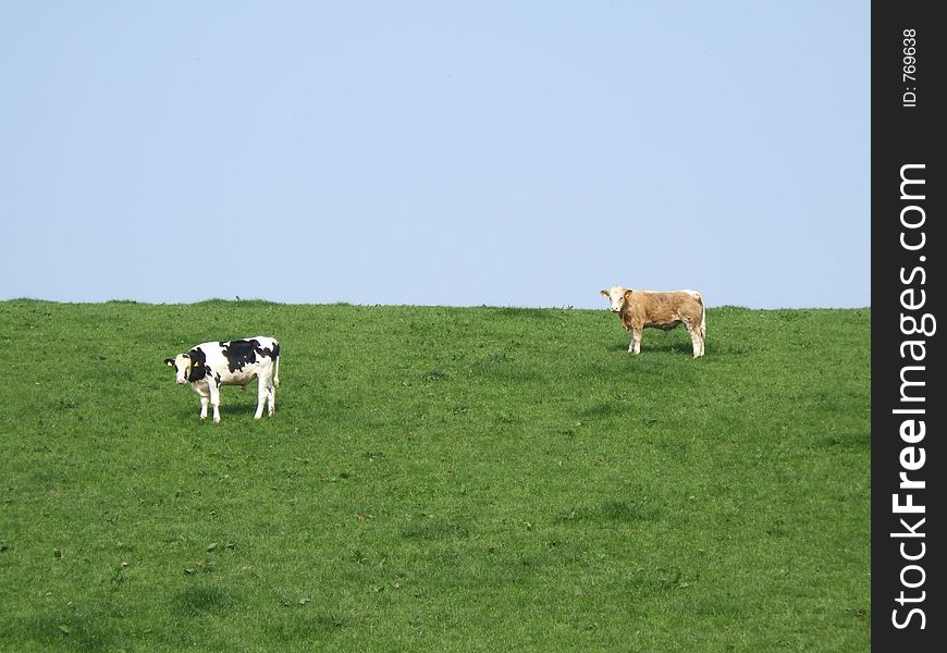 Cows, grass and sky. Cows, grass and sky