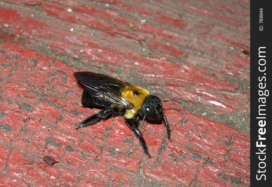 Buzzing bee closeup on bark of tree. Buzzing bee closeup on bark of tree