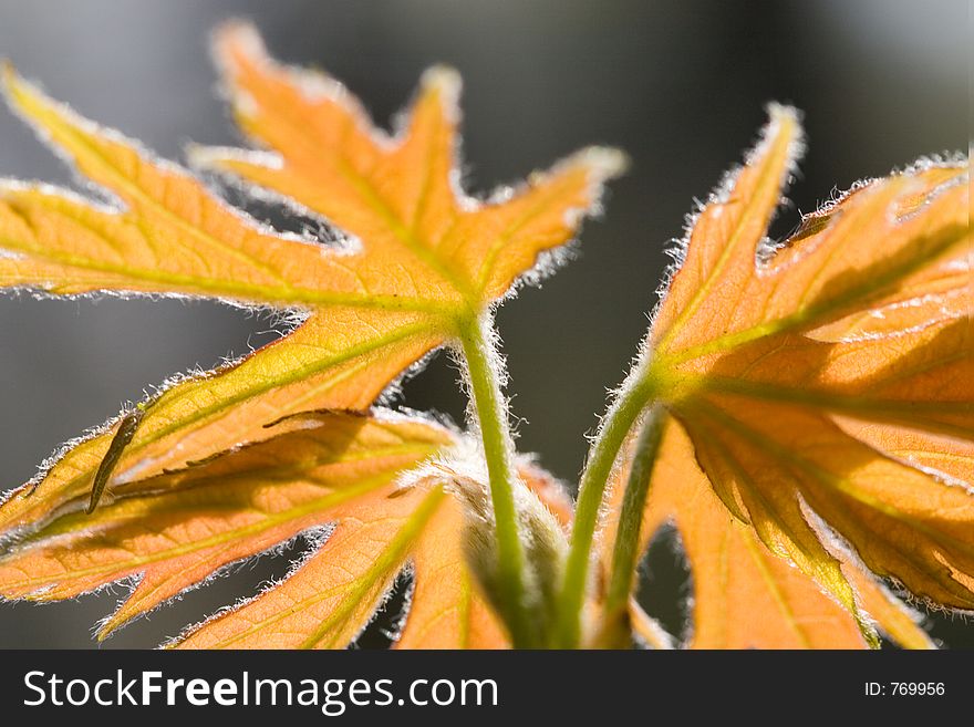 Extreem closeup of orange leaves
