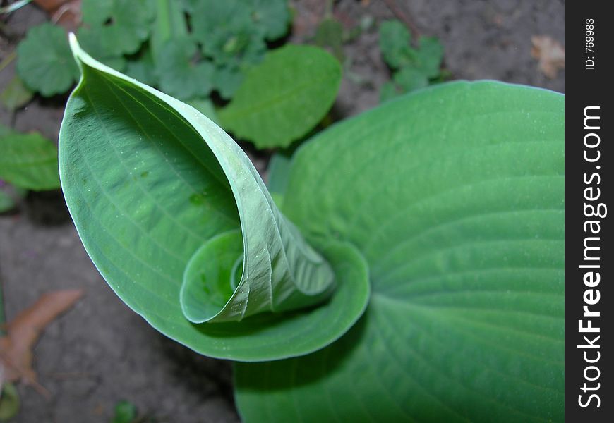 Green leaf close up. Green leaf close up